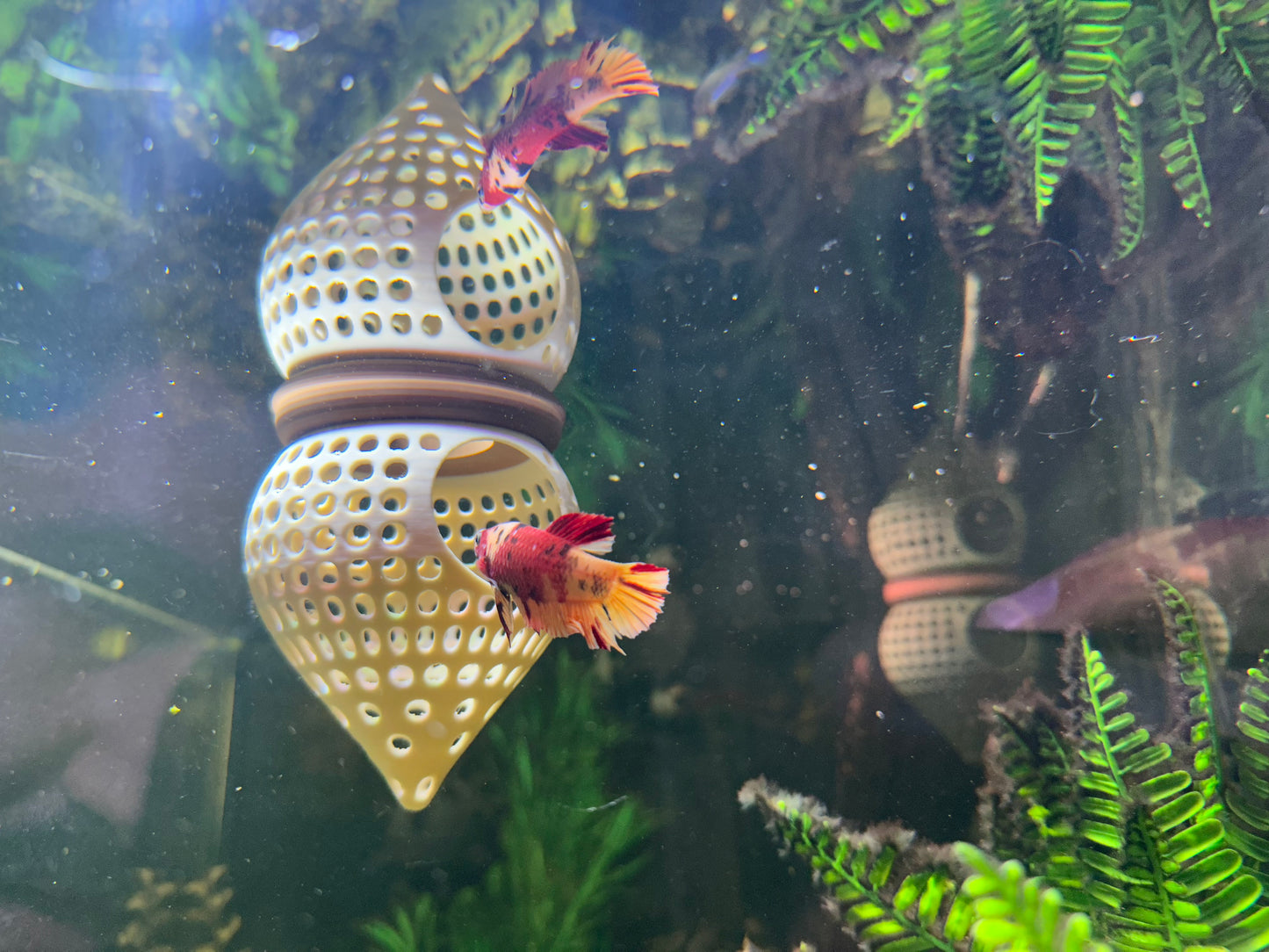 Floating Aquarium Hide Cave | Betta & Shrimp Tank Decor | Dual Shelter & Feeding Ring