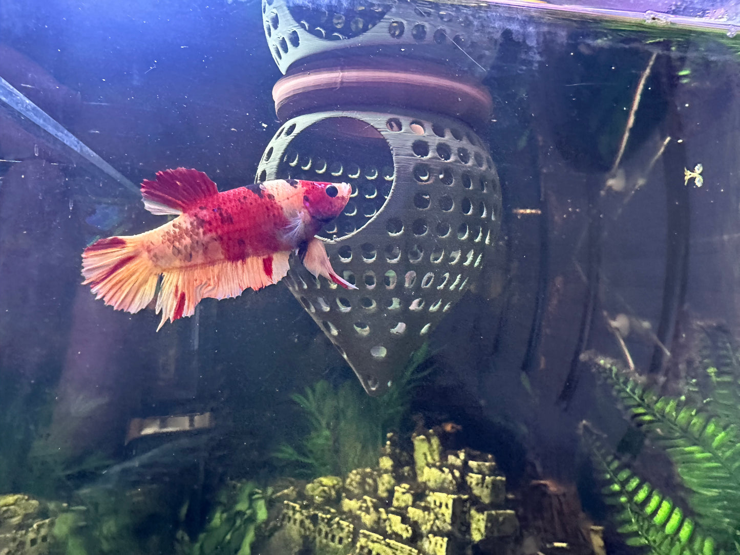 Floating Aquarium Hide Cave | Betta & Shrimp Tank Decor | Dual Shelter & Feeding Ring