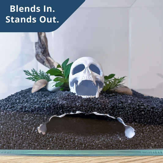 💀 Why Skull Caves Are the Coolest Aquarium Decor Right Now