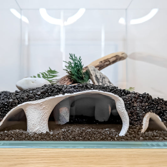 Why Every Shrimp Tank Needs a Cave