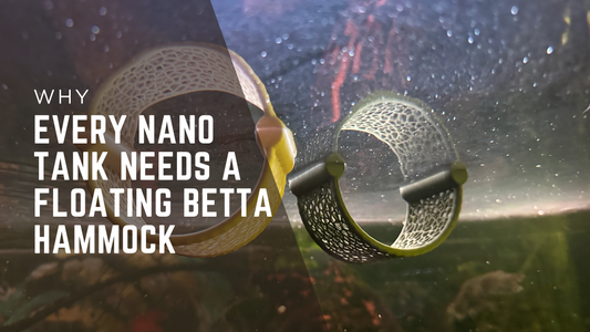 Why Every Nano Tank Needs a Floating Betta Hammock