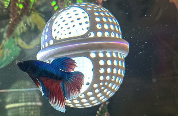 Floating Betta Aquarium Hide Log with Feeder Insert