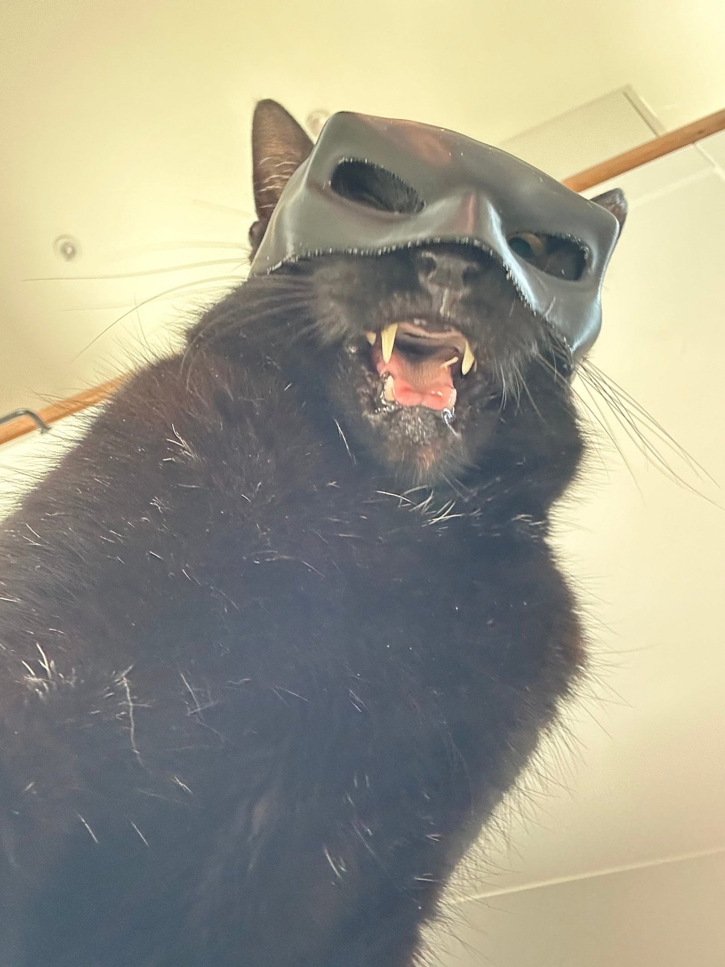 Batman Cat Mask Costume - Become the Dark Cat! A Funny Outfit Accessory, Makes a Great Gift for any pet Enthusiast! - Blubber Cove