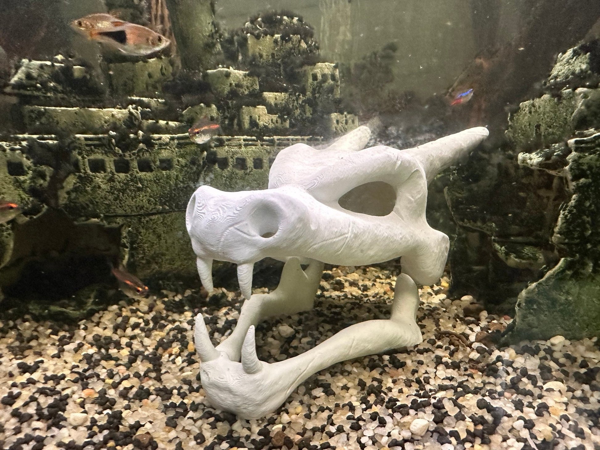 Charizard Skull for Reptile and Aquarium Tanks - Blubber Cove