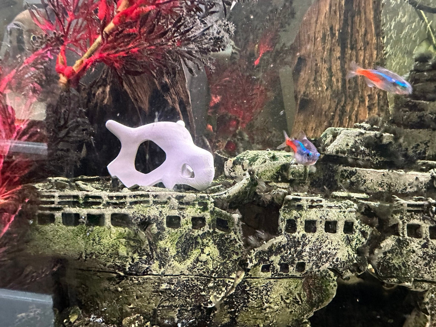 Cubone Skull for Reptile and Aquarium Tanks - Blubber Cove