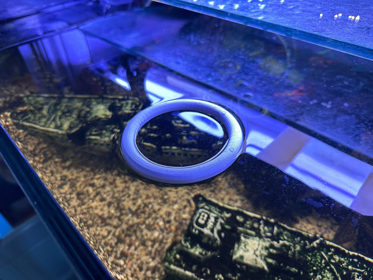 Feeding or Viewing Portal for Aquariums - Blubber Cove