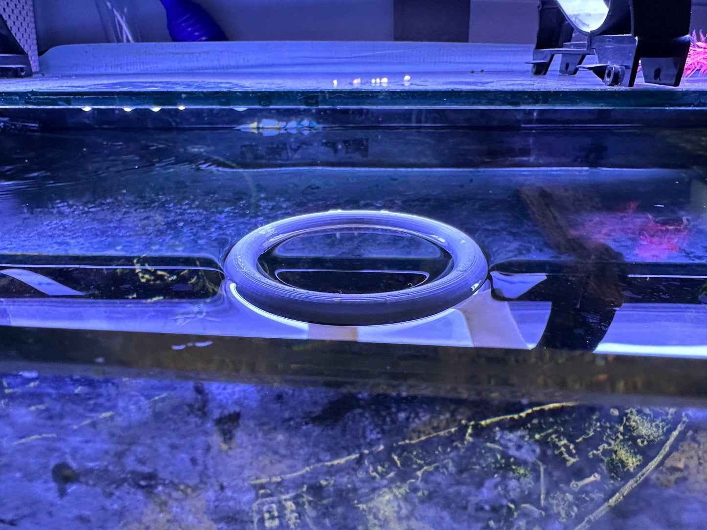 Feeding or Viewing Portal for Aquariums - Blubber Cove