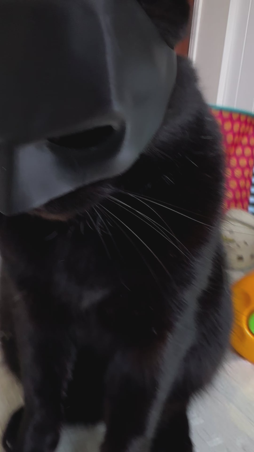 Bat Cat Cosplay Mask – Funny Cat Costume for TikTok, Halloween, Pet Cosplay, Hero Villain Dress Up