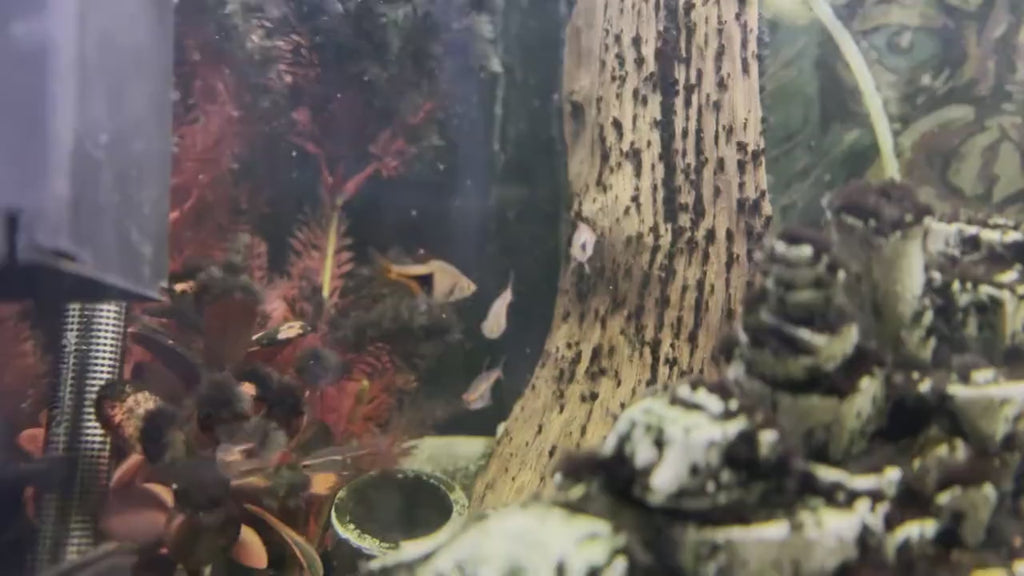 Aquarium or Reptile Tank Dragon Skull. Create a Unique Fish, Shrimp  and Reptile Hide and Safe Spot